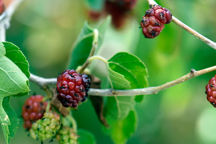 Morus microphylla, Texas Mulberry
